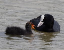 309A6263-DxO_600-1000mm_coot+chick.jpg 309A6263-DxO_600-1000mm_coot+chick.jpg