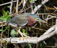 3Q7A4313-DxO_green_heron.jpg