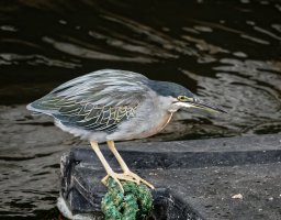 DSC09544-DxO_Green_Heron.jpg