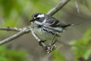 Black-throated Gray Warbler (female-spring) 100.jpg