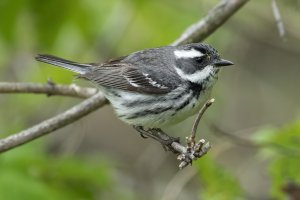Black-throated Gray Warbler (female-spring) 101.jpg