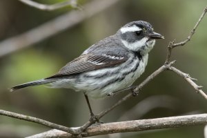 Black-throated Gray Warbler (female-spring) 102.jpg