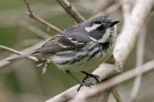Black-throated Gray Warbler (female-spring) 104.jpg