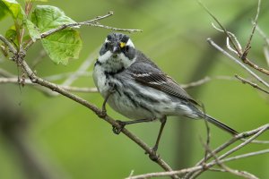 Black-throated Gray Warbler (female-spring) 106.jpg