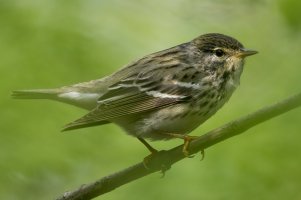 Blackpoll Warbler (female-spring) 100.jpg