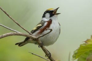 Chestnut-sided Warbler (male-spring) 163.jpg