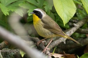 Common Yellowthroat (male-spring) 136.jpg