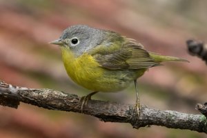 Nashville Warbler (female-spring) 118.jpg