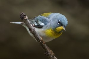 Northern Parula (male-spring) 143.jpg