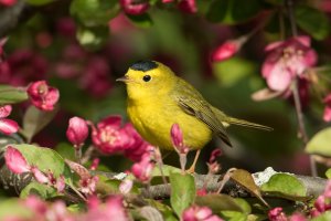 Wilson's Warbler (male-spring) 133.jpg