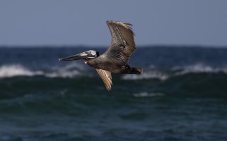 Sea Birds--4.jpg