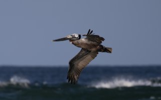 Sea Birds--5.jpg