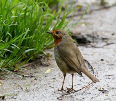 309A6742-DxO_scruffy_robin_g.jpg