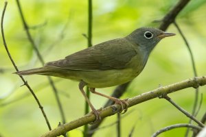 Connecticut Warbler (male-spring) 108.jpg