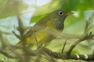 Connecticut Warbler (male-spring) 109.jpg