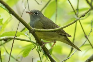 Connecticut Warbler (male-spring) 110.jpg