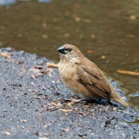 DSC_7383_DxO.jpg DSC_7383_DxO.jpg