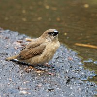 DSC_7401_DxO.jpg DSC_7401_DxO.jpg