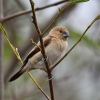 Lonchura (Euodice) cantans - African silverbill 2_DxO_DxO.jpg