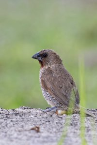 Lonchura punctulata - Nutmeg Mannikin adult 11_DxO.jpg