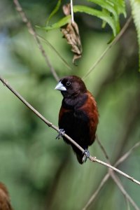 Lonchura atricapilla - Chestnut Mannikin 10_DxO.jpg