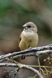 Lonchura atricapilla - Chestnut Mannikin 11 Juvenile crop_DxO.jpg Lonchura atricapilla - Chestnut Mannikin 11 Juvenile crop_DxO.jpg