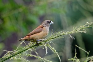 Lonchura atricapilla - Chestnut Mannikin 17 Juvenile_DxO.jpg Lonchura atricapilla - Chestnut Mannikin 17 Juvenile_DxO.jpg