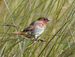2U4A2750-DxO_scaly-breasted_munia-2_00x-ss.jpg 2U4A2750-DxO_scaly-breasted_munia-2_00x-ss.jpg