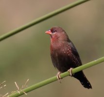 915A9531-DxO_red_munia-is-2_00x-sm.jpg 915A9531-DxO_red_munia-is-2_00x-sm.jpg