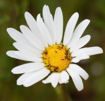 309A7013-DxO_Insects_on_daisy_full_500mm-issm.jpg