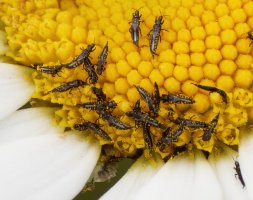 309A7043-DxO_Insects_on_daisy_crop_800mm-issm.jpg