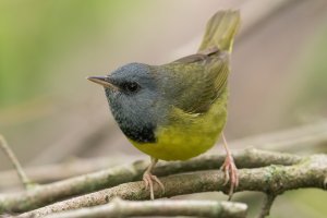 Mourning Warbler (male-spring) 188.jpg