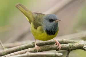 Mourning Warbler (male-spring) 189.jpg