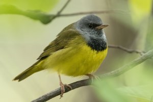 Mourning Warbler (male-spring) 190.jpg