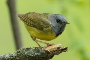 Mourning Warbler (male-spring) 198.jpg