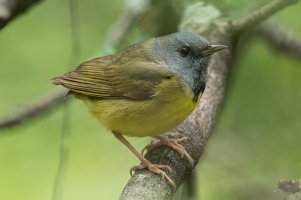 Mourning Warbler (male-spring) 201.jpg