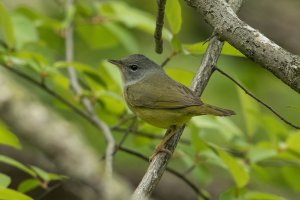 Mourning Warbler (female-spring) 100.jpg