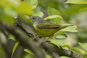 Mourning Warbler (female-spring) 101.jpg