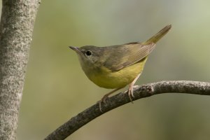 Mourning Warbler (female-1st spring) 100.jpg