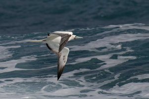 Sula sula - Red-footed Booby 4_DxO.jpg