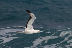 Sula sula - Red-footed Booby 7_DxO.jpg