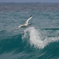 Sula sula - Red-footed Booby 8_DxO.jpg