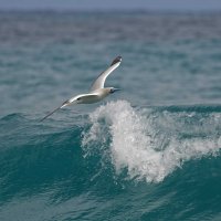 Sula sula - Red-footed Booby 8_DxO.jpg
