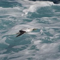 Sula sula - Red-footed Booby 9_DxO.jpg
