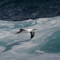 Sula sula - Red-footed Booby 21_DxO.jpg