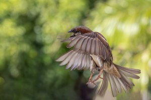 House Sparrow - 2K1A6952 - DxO.jpg