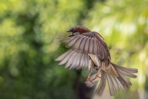 House Sparrow - 2K1A6952 - DxO.jpg