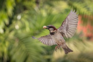 House Sparrow - 2K1A6779 - DxO.jpg