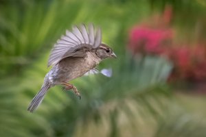 House Sparrow (female) - 2K1A5931 - DxO.jpg