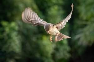 House Sparrow (female) - 2K1A0618 - DxO.jpg